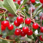 Montmorency Cherry Rose Balsamic