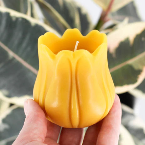Honey Candles Tulip