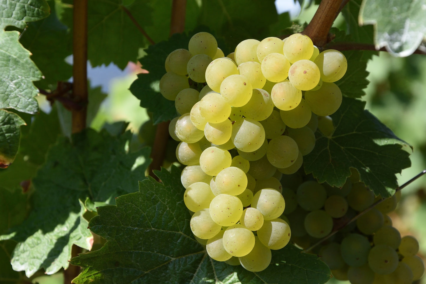 Balsamique Blanc A-Premium