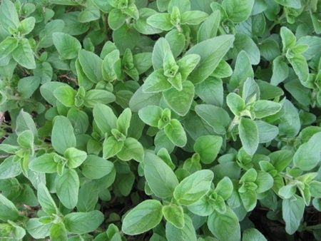 Greek Fused Oregano Olive Oil