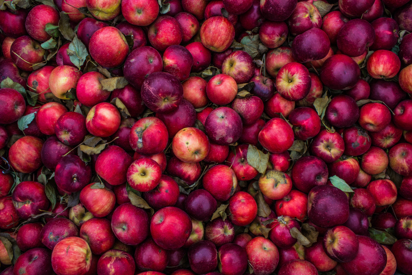 Balsamique noir pomme rouge