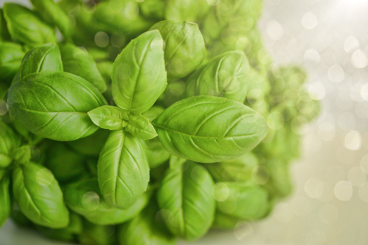 Basil Olive Oil