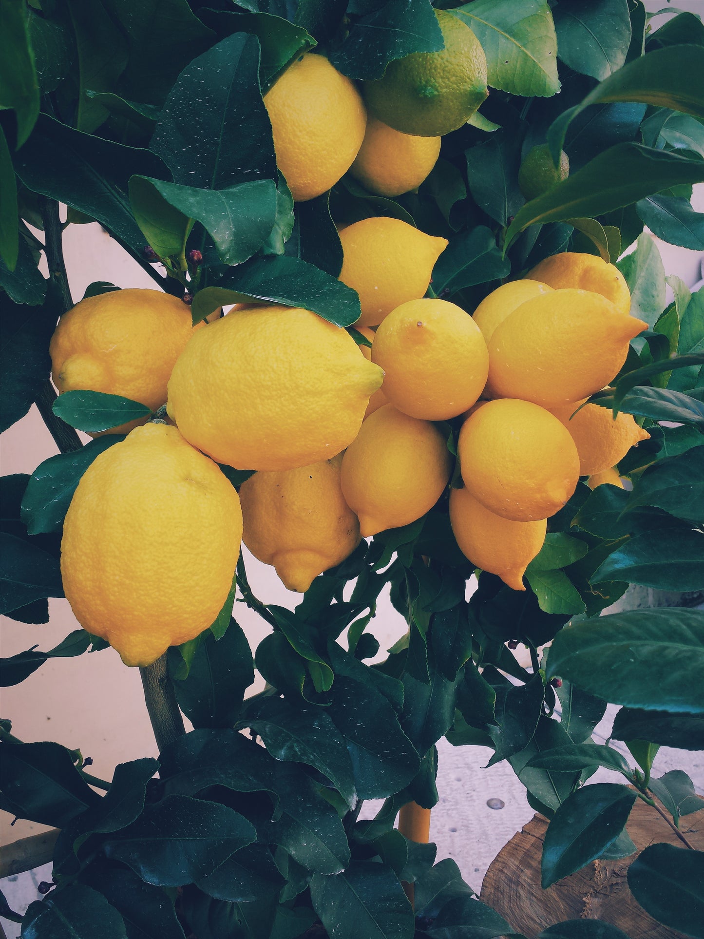 Lemon Fused Olive Oil