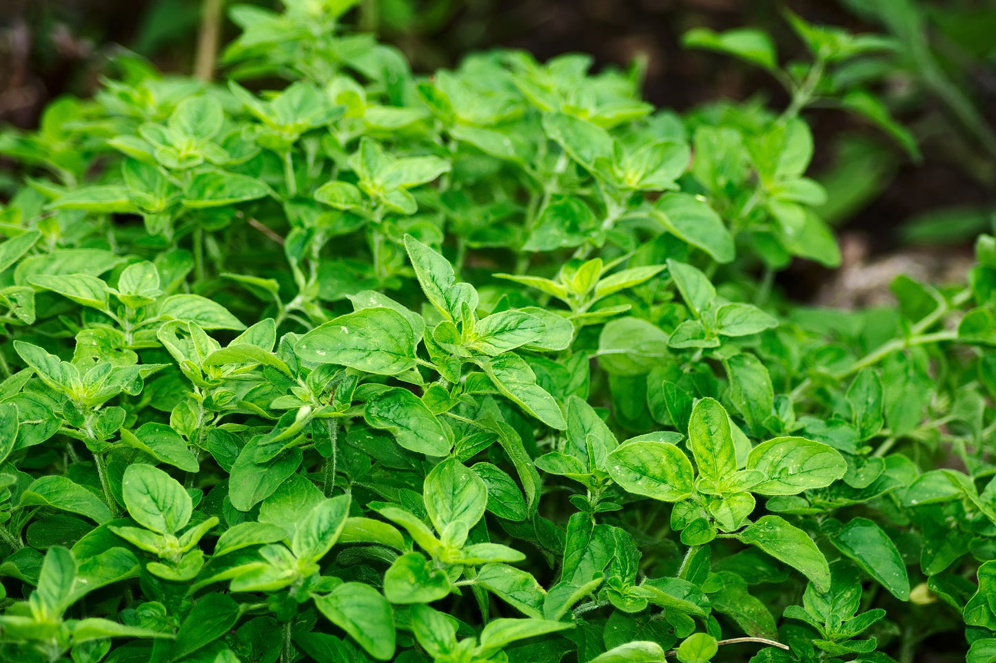 Origan Balsamique Blanc