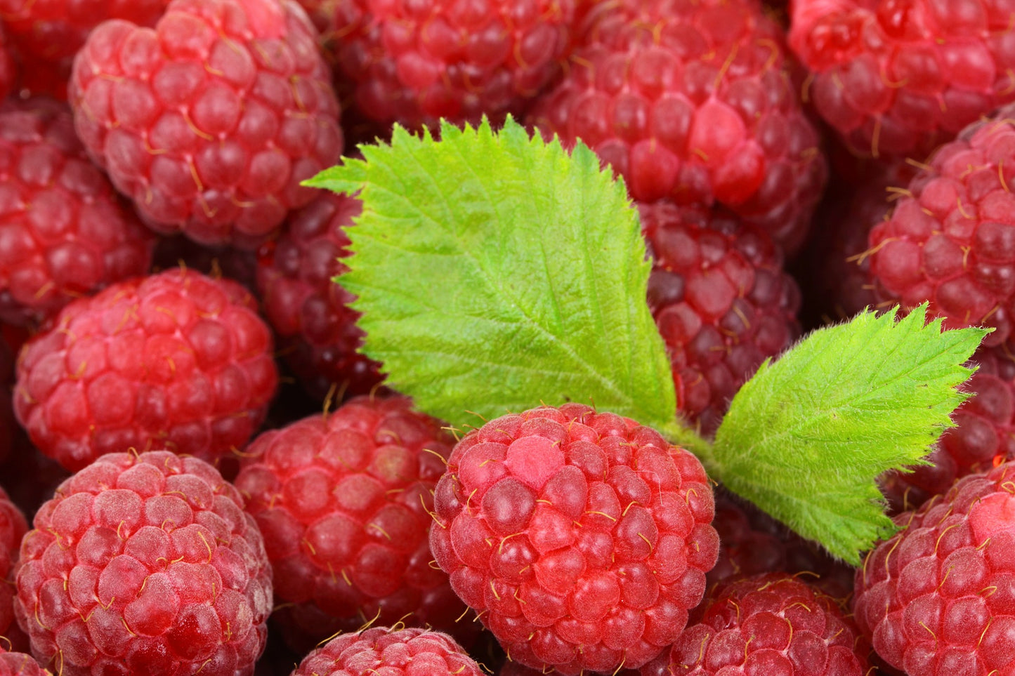 Balsamique Noir Framboise