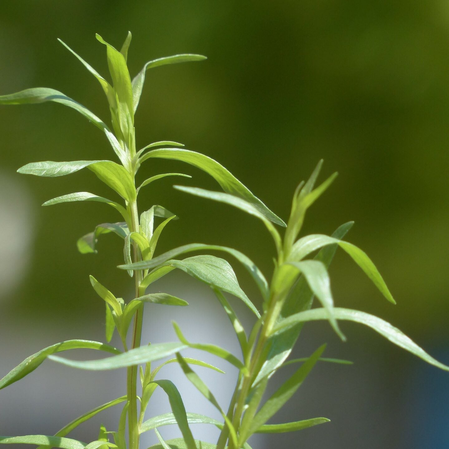 Balsamique blanc à l'estragon
