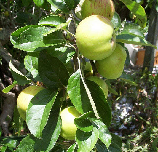 Balsamique Blanc A-Premium