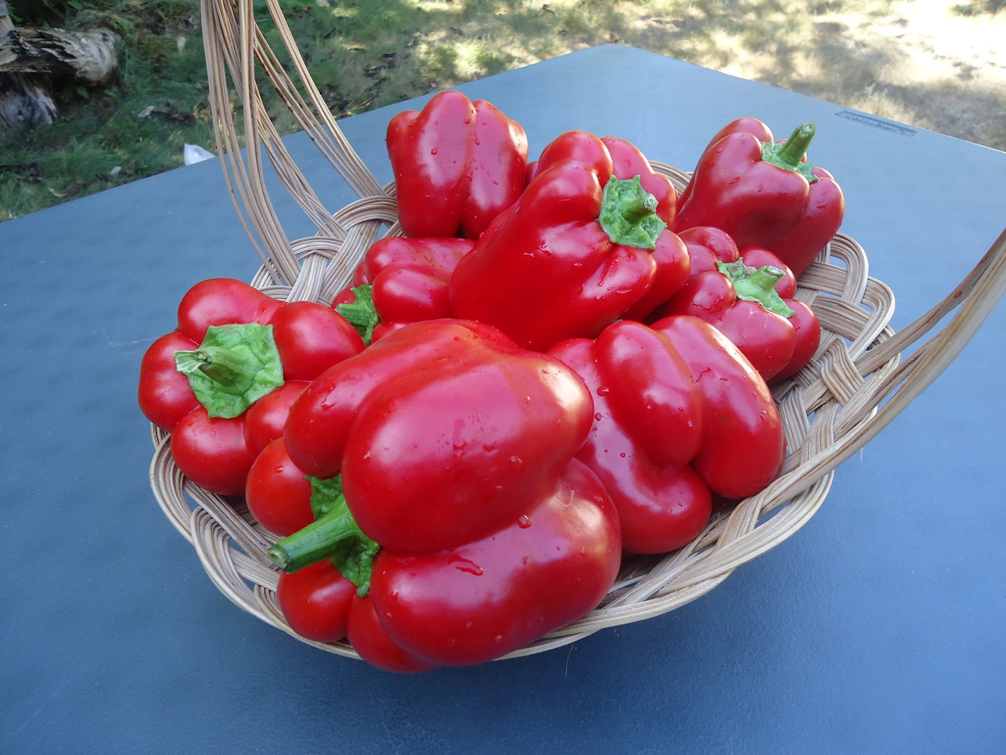 Salt Spring Seeds