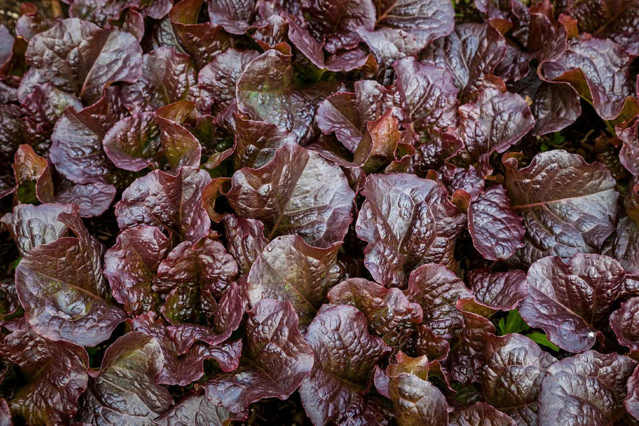 Salt Spring Seeds