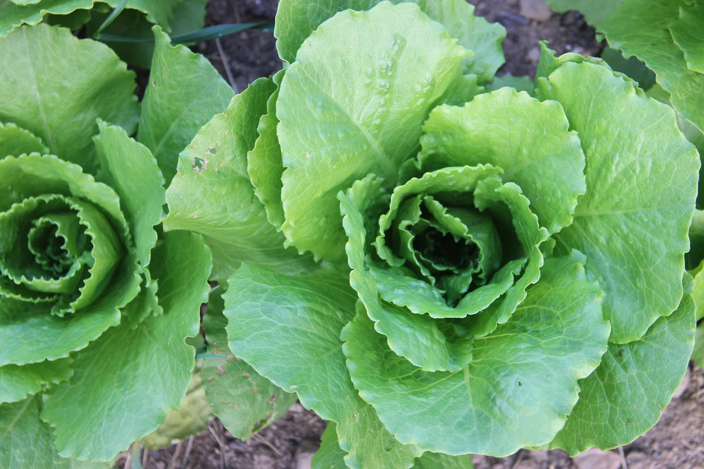 Salt Spring Seeds