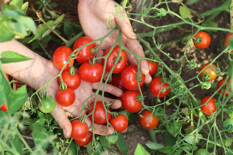 Salt Spring Seeds