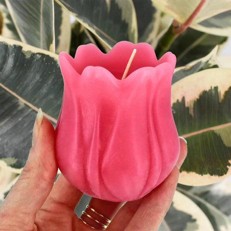 Honey Candles Tulip